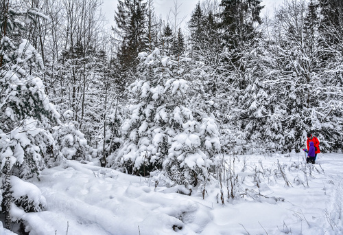 Hike to a live Christmas tree in the forest before the new year.