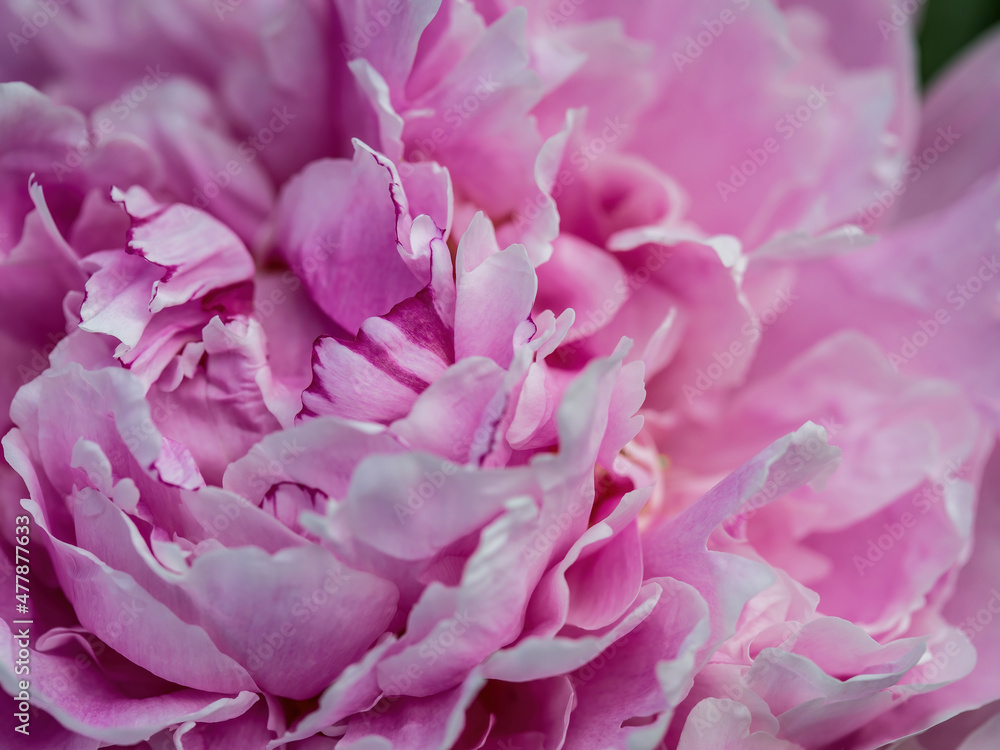 Close up Pink Peonies with delicate petals and green leaves in the garden, peonies with pink and beige color petals, pink flowers macro, flowers head, blooming peonies, floral photo, macro photography