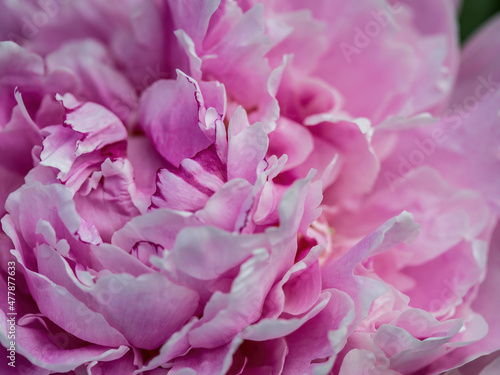 Fototapeta Naklejka Na Ścianę i Meble -  Close up Pink Peonies with delicate petals and green leaves in the garden, peonies with pink and beige color petals, pink flowers macro, flowers head, blooming peonies, floral photo, macro photography