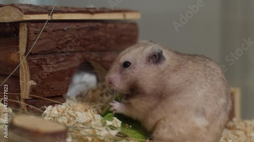 Happy chubby pet hamster eating a salad.