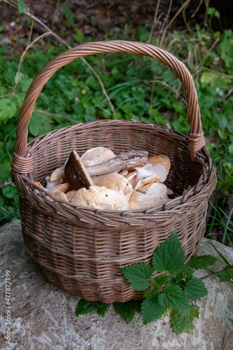 Ein Korb voller frischer Pilze