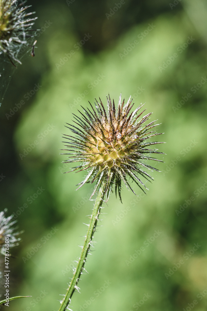 Closeup or macro of a round flower in summer Closeup or macro of a round flower in summer
