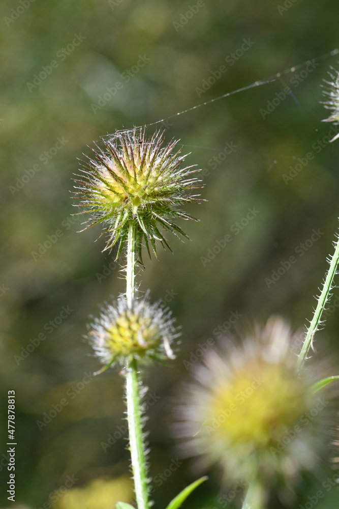 Closeup or macro of a round flower in summer Closeup or macro of a round flower in summer