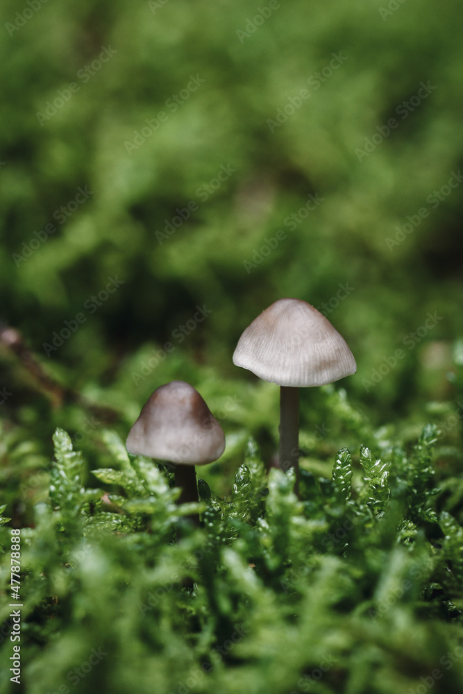 Closeup or macro of small mushrooms in moss Closeup or macro of small mushrooms in moss