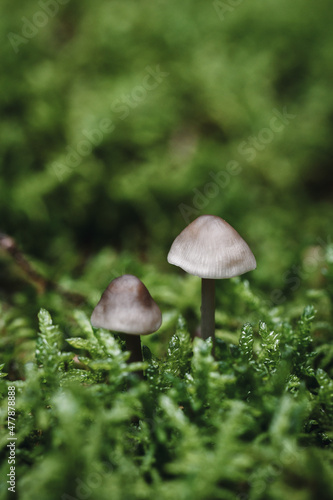 Closeup or macro of small mushrooms in moss