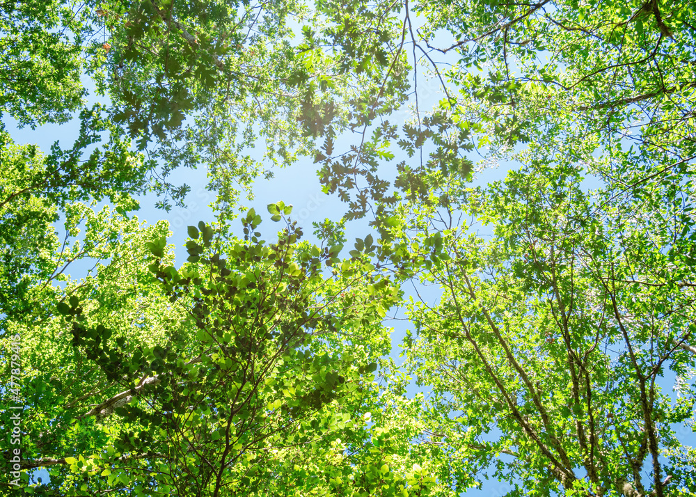 Spring branch with leaves against blue sky Spring branch with leaves against blue sky