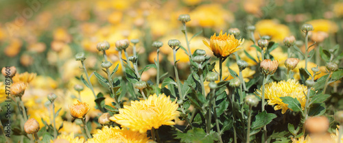 Artistic closeup of beautiful yellow fresh flowers on natural meadow © guruXOX