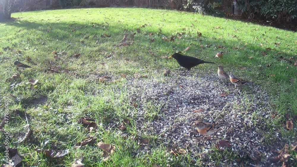 Bergfinken oder Nordffinken (Fringilla montifringilla) und Amsel (Turdus merula) an einer Futterstelle im Garten Bergfinken oder Nordffinken (Fringilla montifringilla) und Amsel (Turdus merula) an einer Futterstelle im Garten