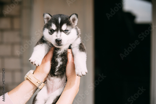 Four-week-old Husky Puppy Of White-gray-black Color Closed Eyes And Sitting In Hands Of Owner © Grigory Bruev
