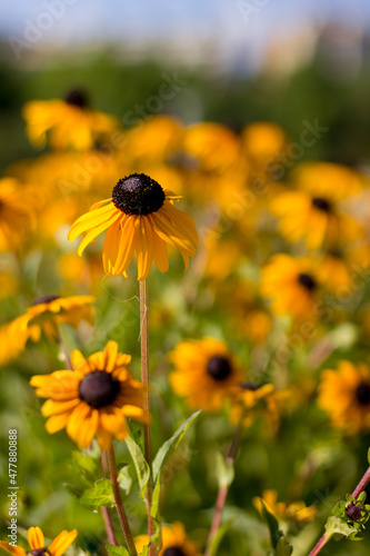 Rudbeckia Hirta plants with flower in focus in foreground. Selective focus.