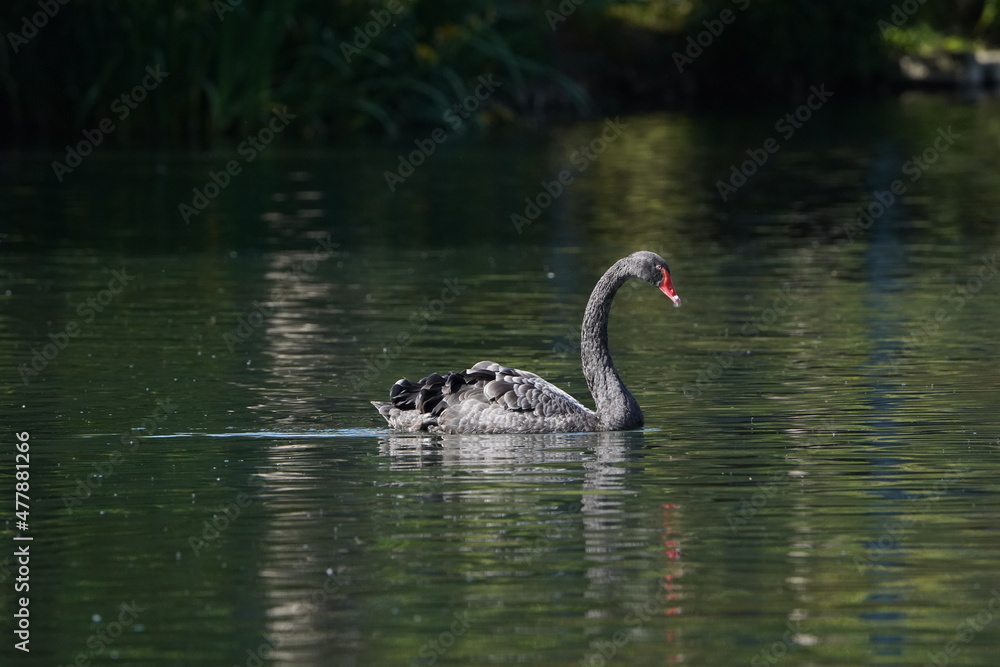 Obraz premium goose