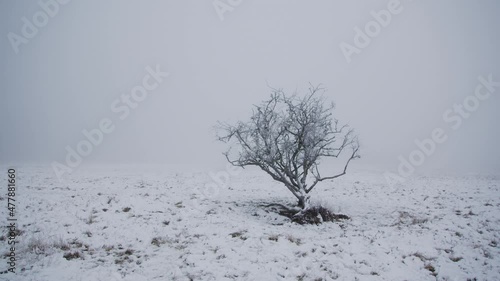 Lonely creepy tree in a frost winter fog.