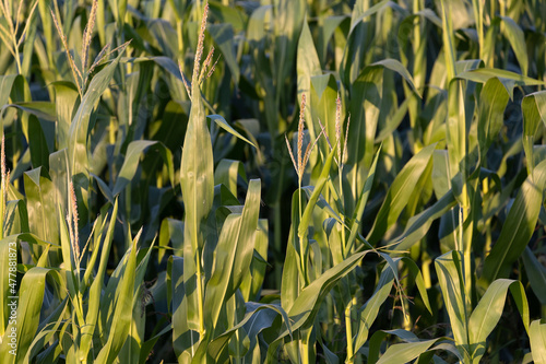 Corn Field Farming Crops
