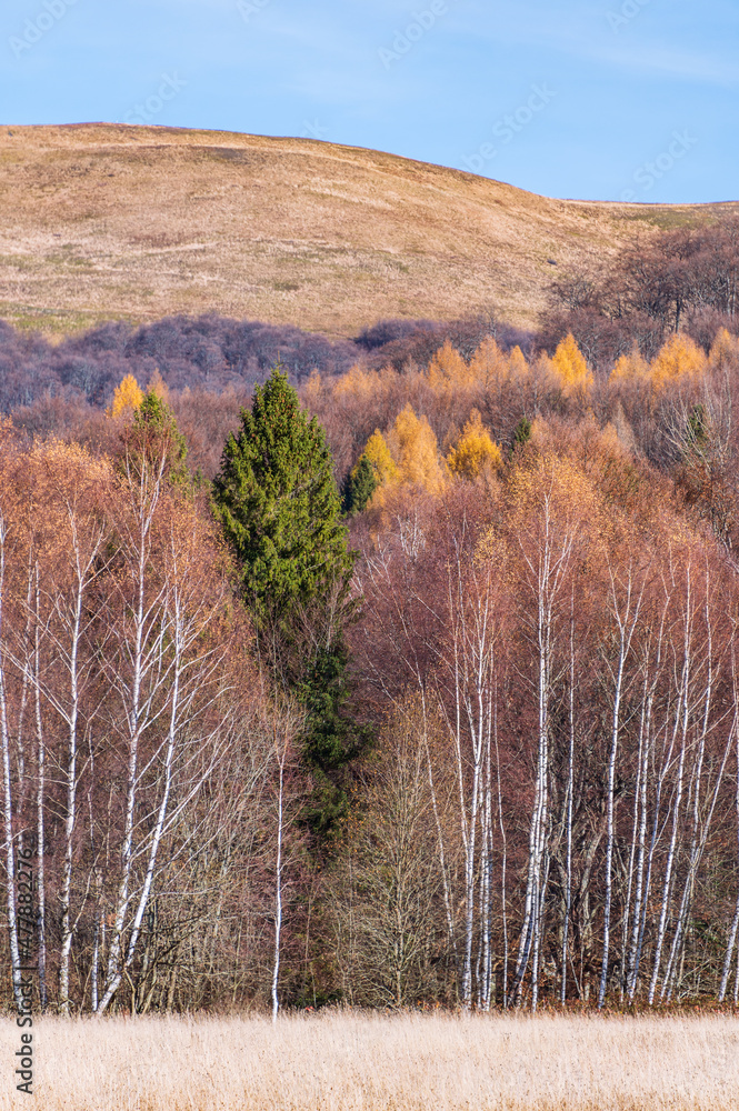 Autumn season in Bieszczady mountains, colorful trees with autumn leaves.   Bieszczady National Park, Podkarpackie Voivodeship, Poland, Europe.