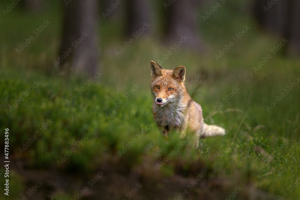 Red fox (Vulpes vulpes) patiently waiting for its prey in dark forest. Beautiful mammal one of the most widely distributed members of the order Carnivora. Red fox (Vulpes vulpes) patiently waiting for its prey in dark forest. Beautiful mammal one of the most widely distributed members of the order Carnivora.