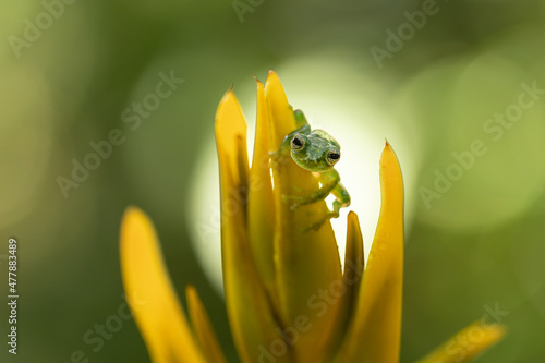 Centrolene prosoblepon is a species of frog in the family Centrolenidae, commonly known as the emerald glass frog or Nicaragua giant glass frog. Amazing and cute frog, very tiny. photo