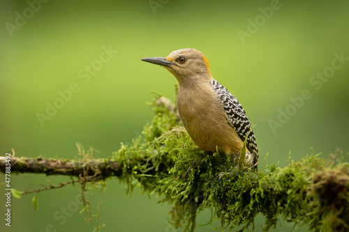 Hoffmann's woodpecker (Melanerpes hoffmannii) is a resident breeding bird from southern Honduras south to Costa Rica. It is a common species on the Pacific slopes, locally as high as 2,150 m. photo