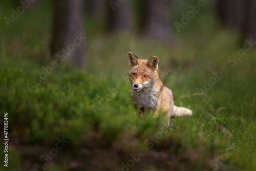 Red fox (Vulpes vulpes) patiently waiting for its prey in dark forest. Beautiful mammal one of the most widely distributed members of the order Carnivora.
