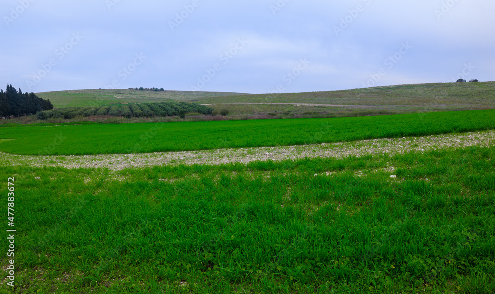 Green grass landscape with trees Green grass landscape with trees