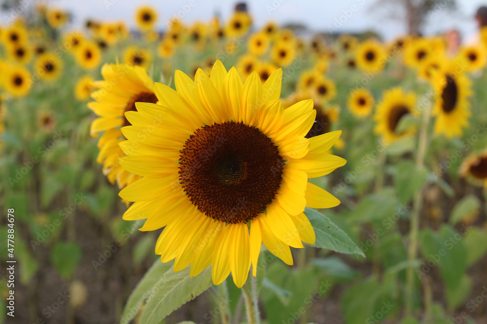 Fototapeta premium Sunflower