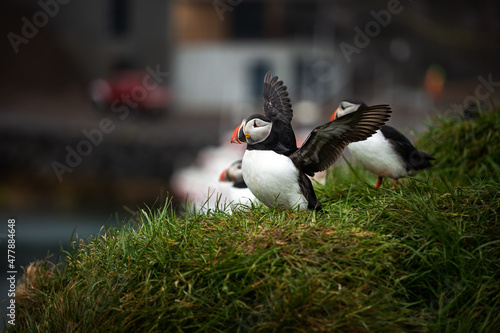 Atlantic Puffin Spread Wings on Latrabjarg Cliffs, Iceland photo