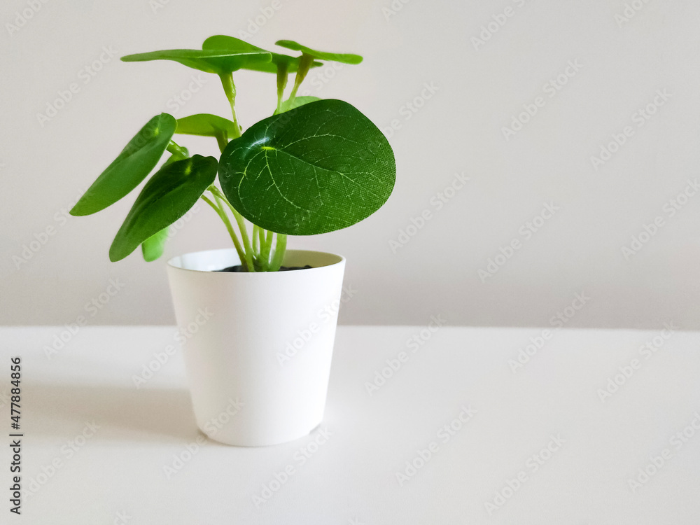 Small green plant in pot in interior Small green plant in pot in interior