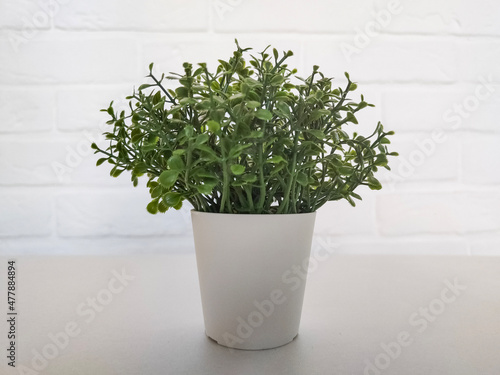Small green plant in pot in interior