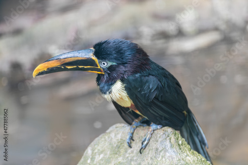 Aracari, a medium-sized tucan with bright plumage and enormous bill