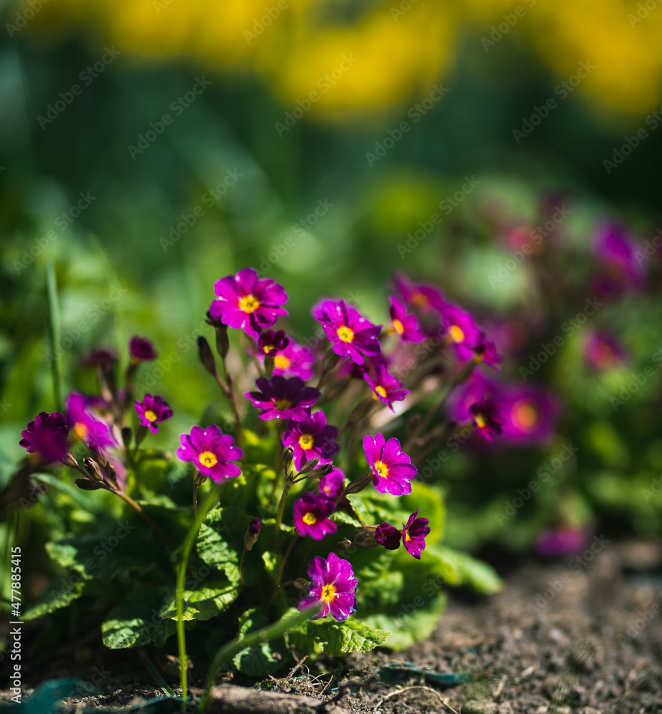 Fototapeta premium flowers in the garden