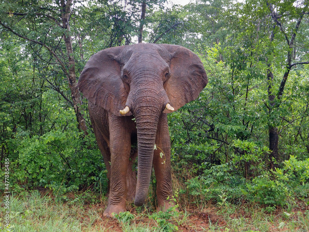 Fototapeta premium African Elephant (Loxodonta africana) in the Veld in Zimbabwe, Africa 