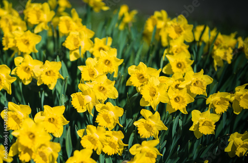 yellow flowers in spring