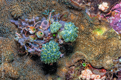  tunicate is a marine invertebrate animal, photo