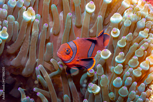 Clownfish or anemonefish, tomato clownfish Fotobehang