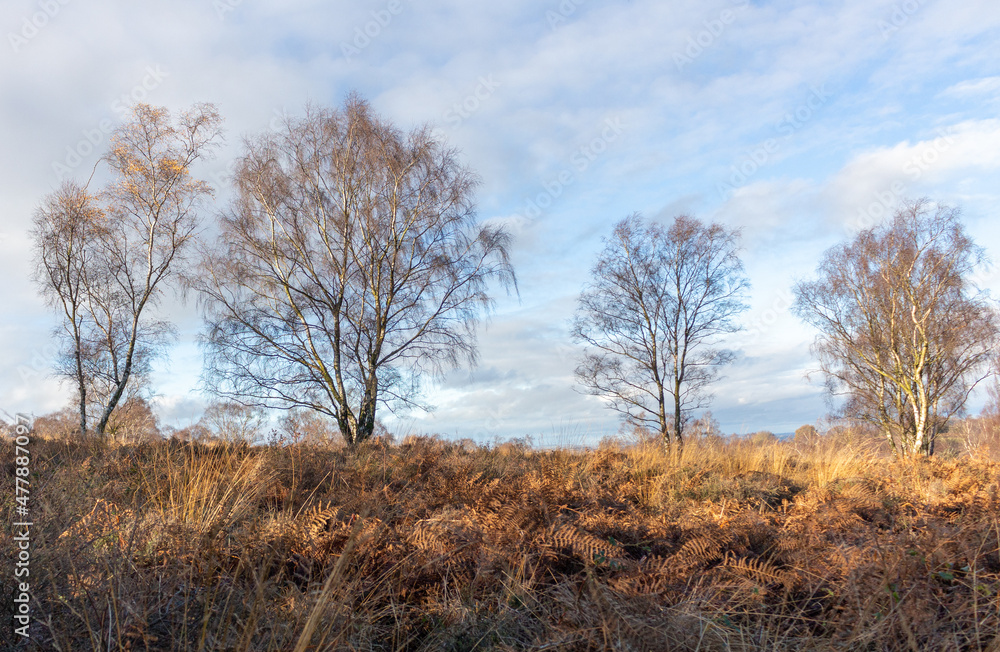 Landscape of trees in Cannock Chase Landscape of trees in Cannock Chase