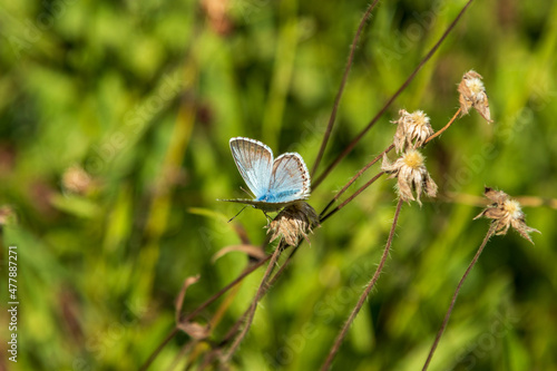 Wallpaper Mural Schmetterling Torontodigital.ca