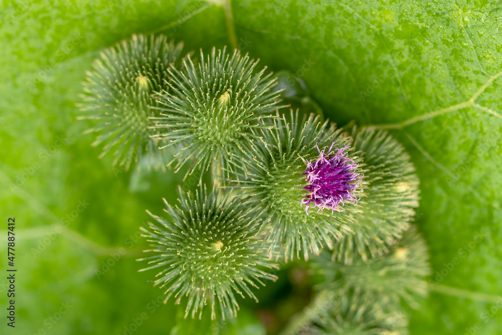 Burdock flowers on an emerald green background. Topic: medicinal plants,  raw materials for manufacture of hair care burdock root oil extract. Lat.  Arctium Stock Photo | Adobe Stock
