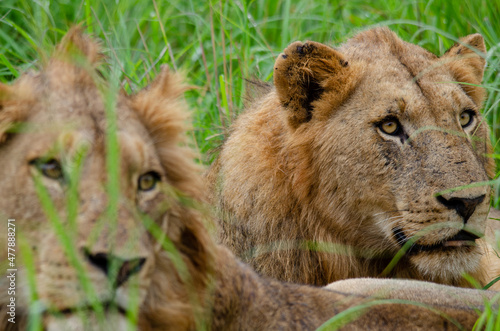 Kruger Lion