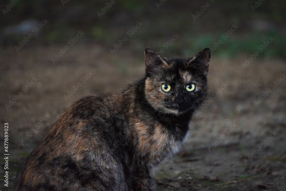 Cat with fur of various colors, white, brown and black, sitting and staring straight ahead.