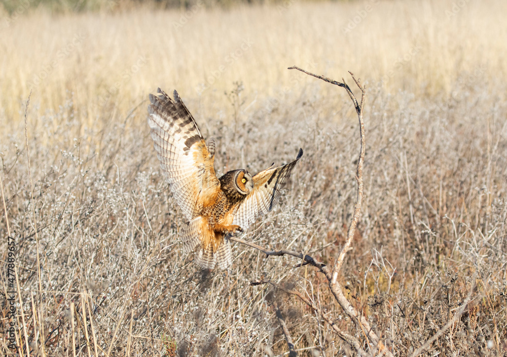 Fototapeta premium Long Eared Owl 