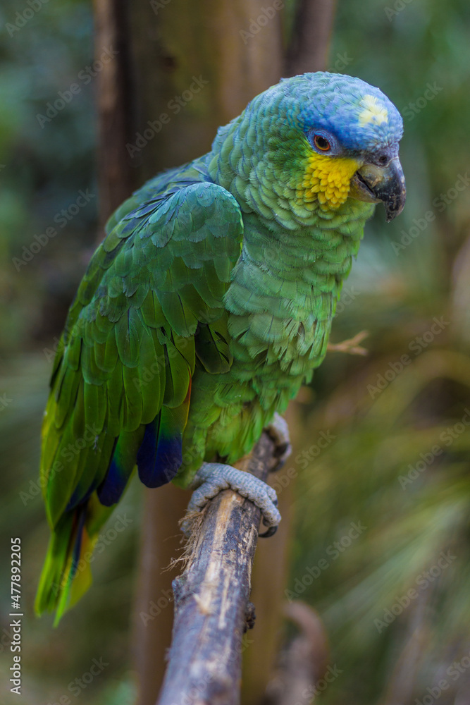 ORANGE WINGED LORO