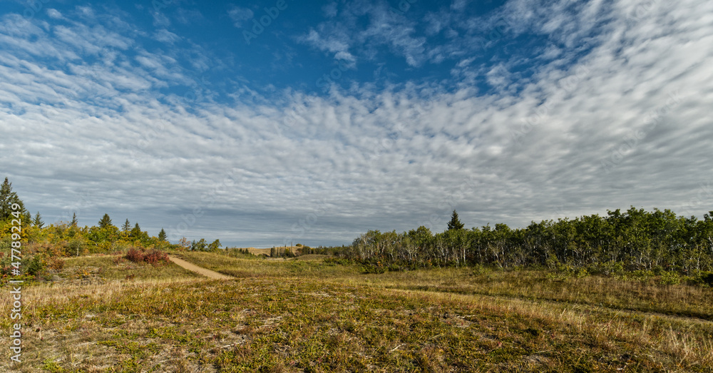 landscape with a field of trees landscape with a field of trees
