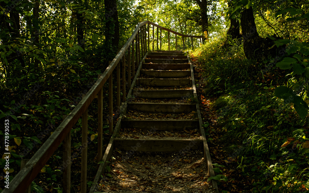 stairway to the forest