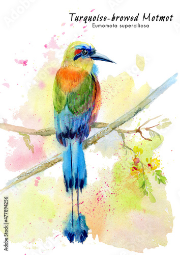 Turquoise-browed motmot Little Bee-eater (Eumomota superciliosa) tropical exotic bird. Illustration on white isolated background. Watercolor drawing.