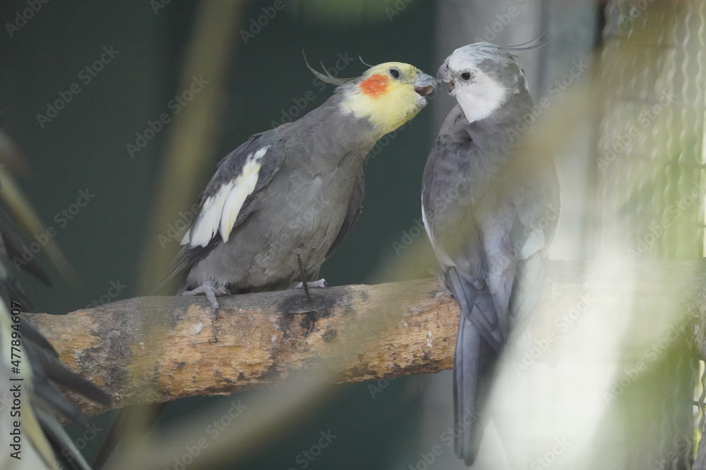 bird bird