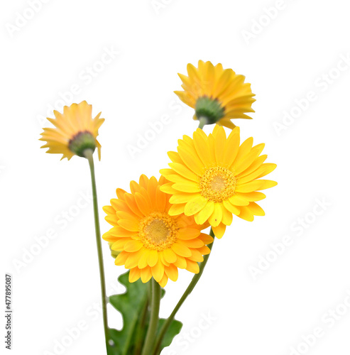 Stack yellow Gerber flowers  daisies isolated on white 