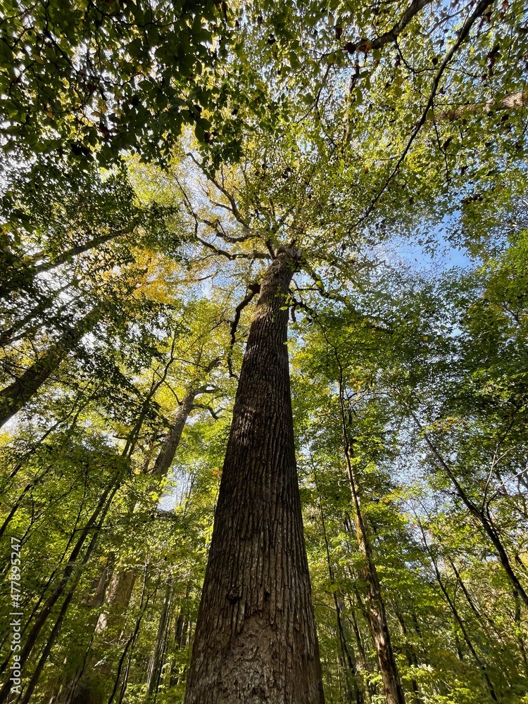 Fototapeta premium Old Growth Yellow Poplar in the Joyce Kilmer Memorial Forest in Western North Carolina