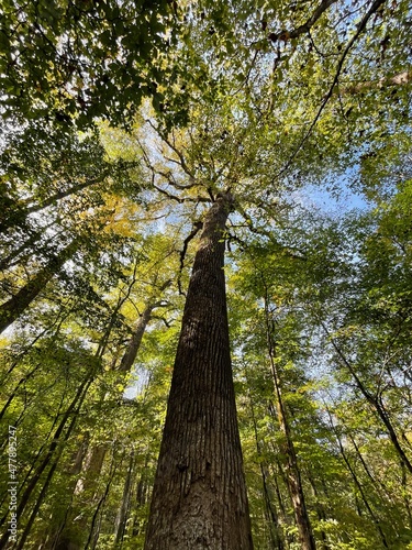 Old Growth Yellow Poplar in the Joyce Kilmer Memorial Forest in Western North Carolina photo