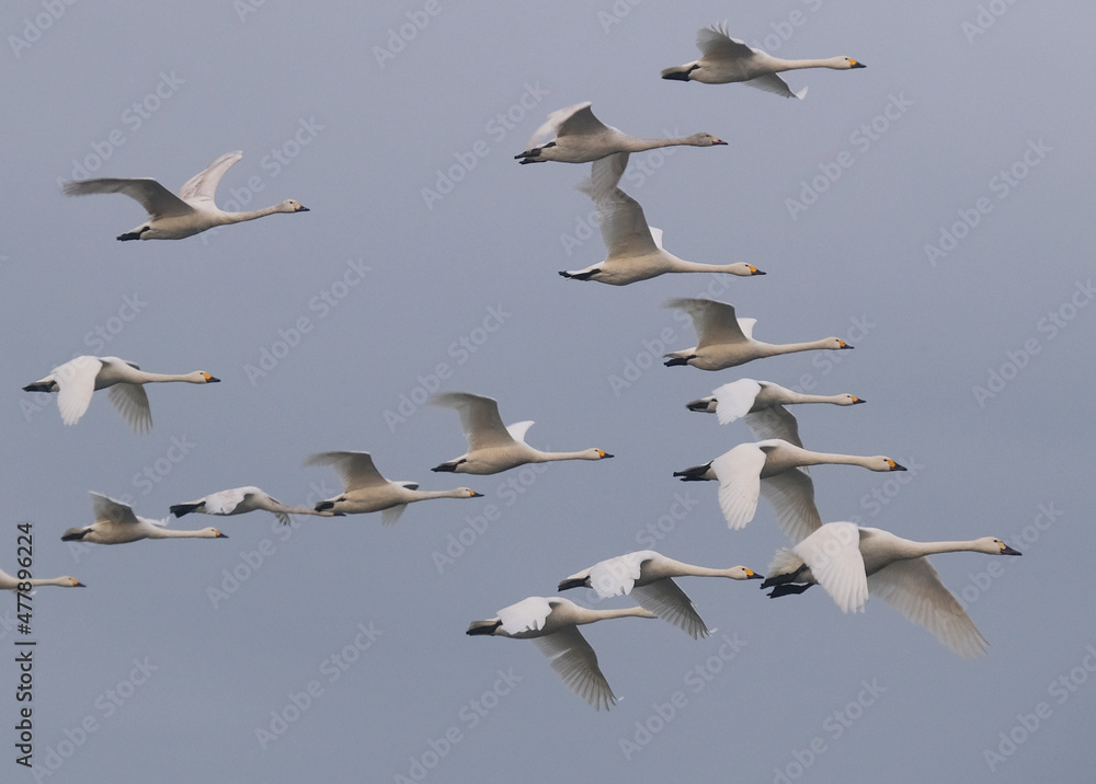 Obraz premium コハクチョウの飛翔