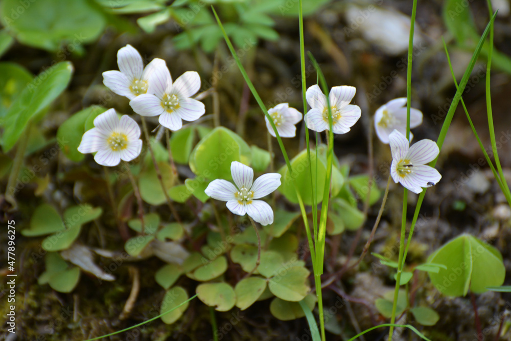 Flowering of the first spring flowers Oxalis acetosella Flowering of the first spring flowers Oxalis acetosella