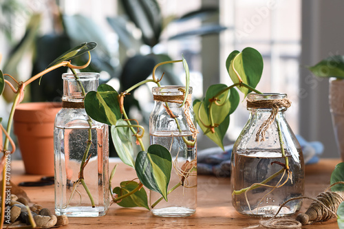 Philodendron plant cuttings with roots in glass jars